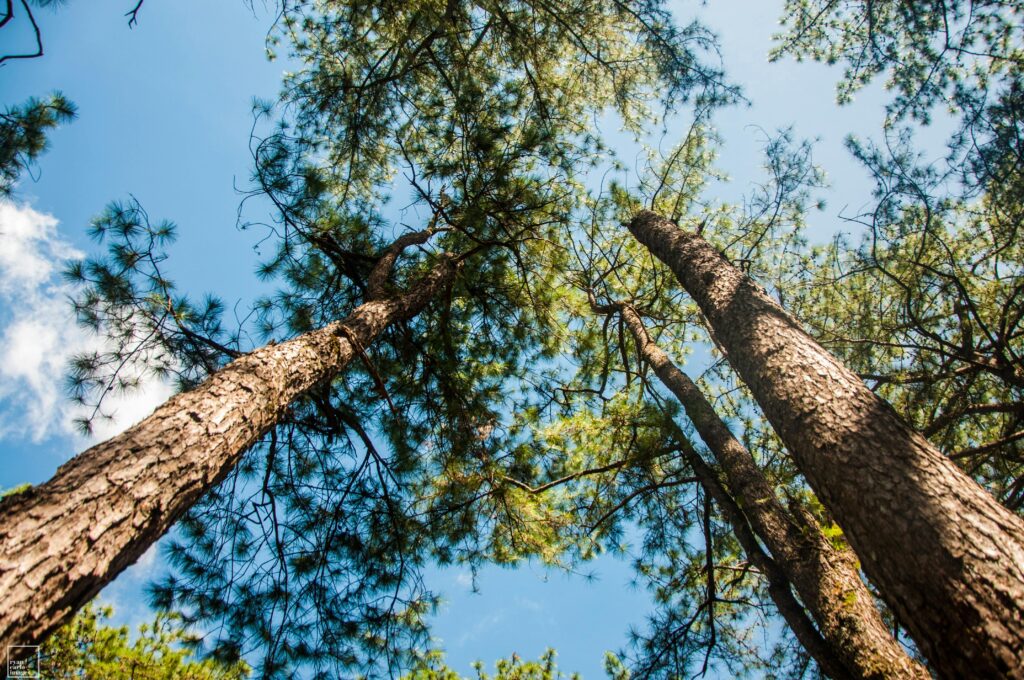 Low angle view of tall pine trees under a clear sky in Baguio, Philippines.